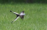 Scissor-tailed Flycatcher